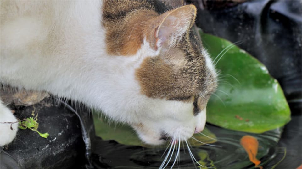 Was, wenn die Katze die KoiFische des Nachbarn mag? Audio & Podcasts