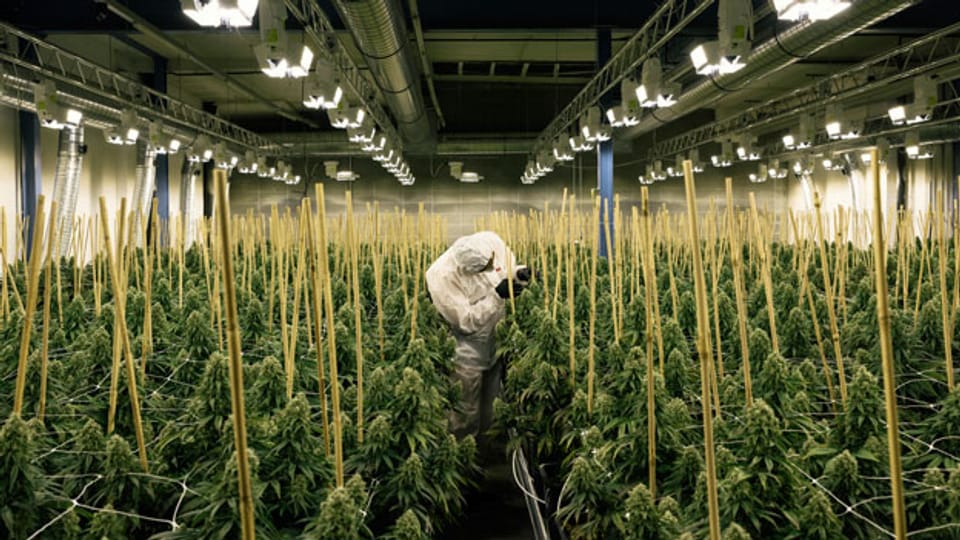 Cannabis ohne THC Audio & Podcasts SRF