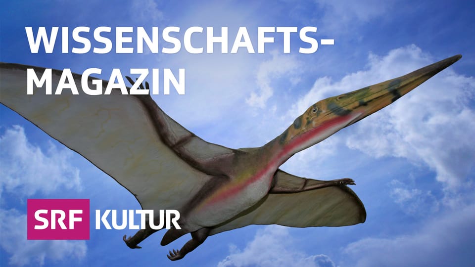 Viele Sprachen Sind Vom Aussterben Bedroht Audio Podcasts Srf