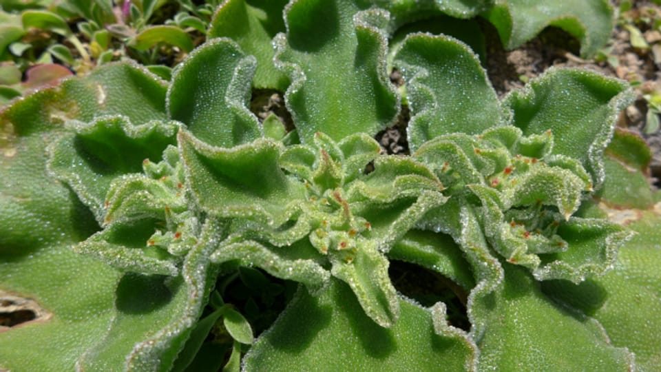 zimmerpflanze grün weiß Chlorophytum comosum 'Green'