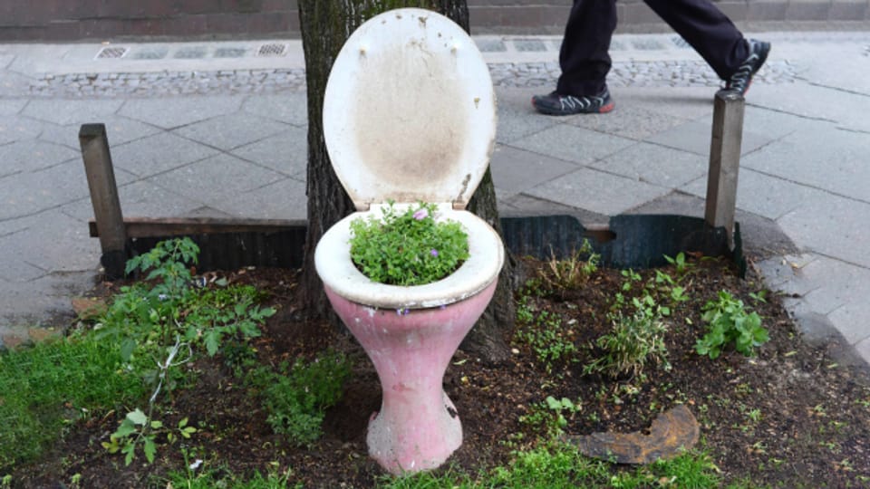aloe rauhii Aloe Rauhii Reynolds Plant in Plastic Pot  Plants & Plants Supercentre