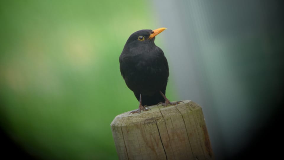 60+ Elstern Im Garten Loswerden, Wie kann man elstern im garten