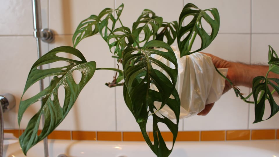 Wellness fr Zimmerpflanzen  sanftes Reinigen - Audio & Podcasts - SRF