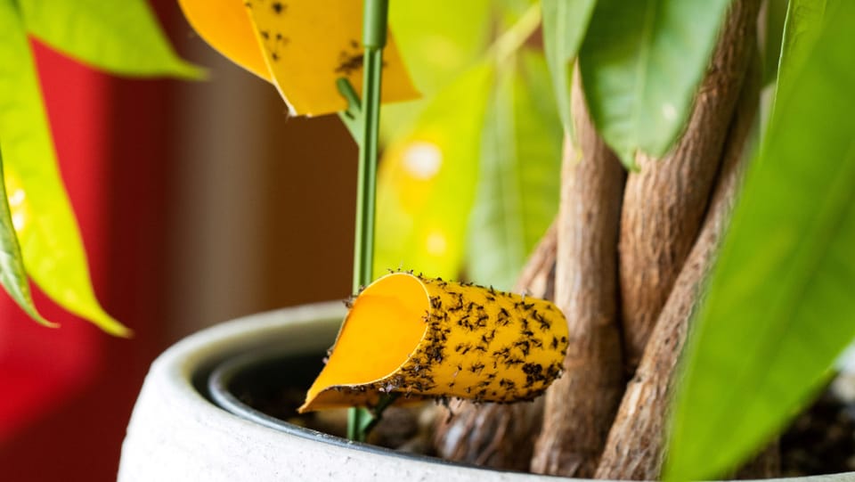 Wellness fr Zimmerpflanzen  Fliegende Schdlinge einfangen - Audio &  Podcasts - SRF