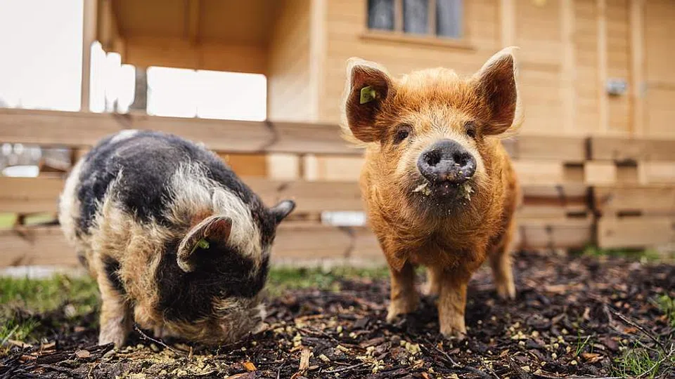 Zwei Schweinchen im Seniorenheim
