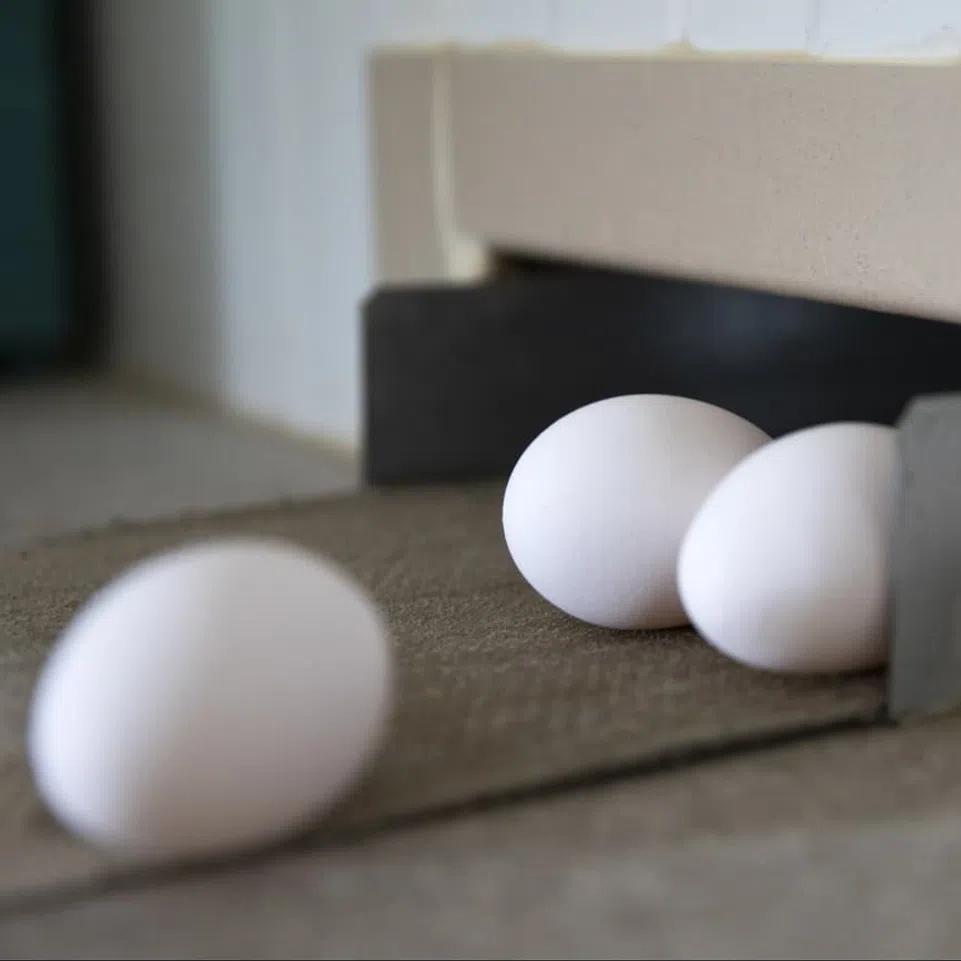 Die Schweiz stoppt das Töten von männlichen Küken