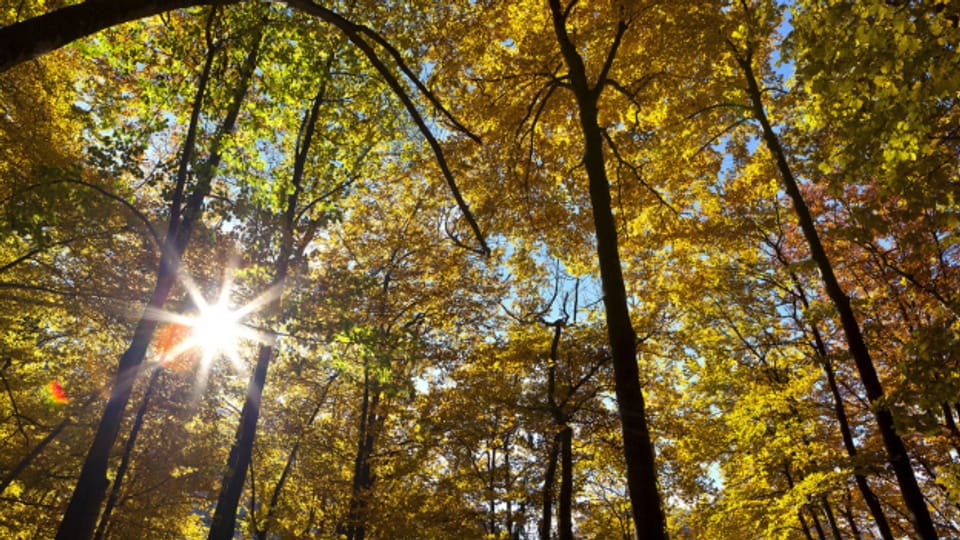 Nidwalden will den Wald besser schützen - Audio & Podcasts - SRF