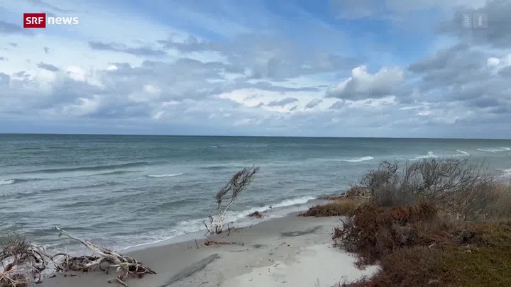 Ostsee Buckelwal Toter Wal Bei D nemark Ist Es Timmy News SRF ostsee-buckelwal-toter-wal-bei-d-nemark-ist-es-timmy-news-srf